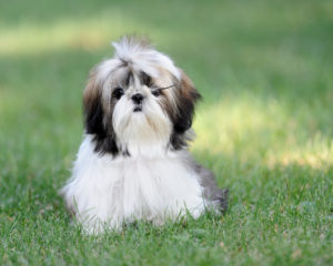 shih-tzu-3