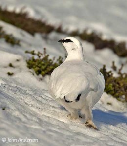 lagopede-alpin-male-hiver-ja